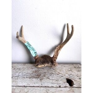 5 Point Whitetail Deer Antler Fur Taxidermy Mount Michigan Lodge Wall Decor 2021